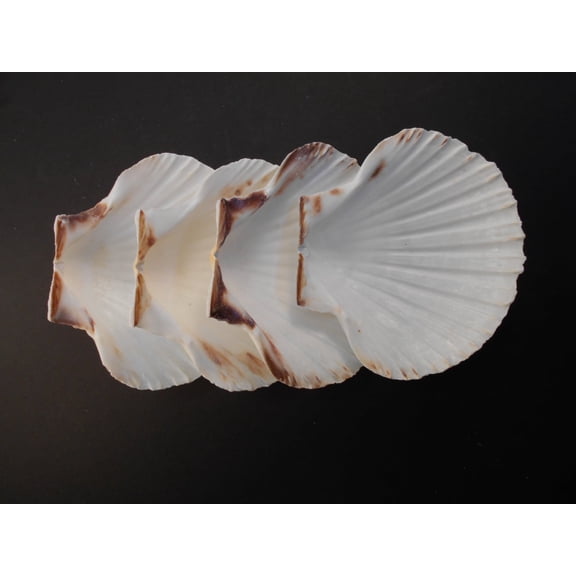 8 Large Real Irish Baking Scallop Shells (4 - 4 3/8") Restaurant Quality Beach Dining Decoupage