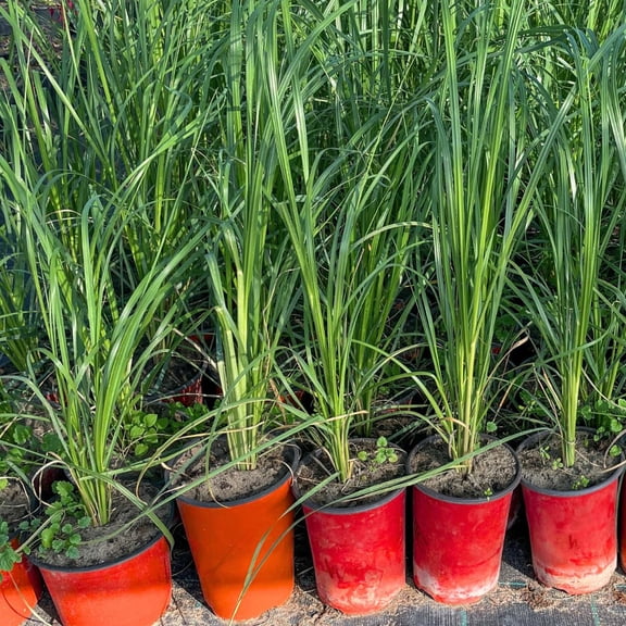 8 Lemongrass Plants Stalks Herb Size 5-9" in Tall, Perennial Lemon Grass Plant, Well Rooted for Planting Indoor Outdoor, No Pot