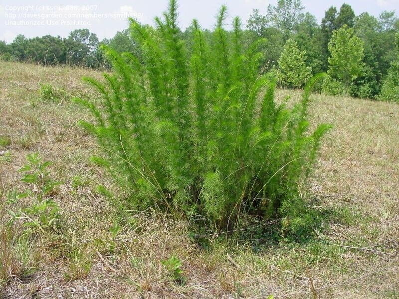 8 Live Tubers Dog Fennel Root Organic Pesticide Plant Perennial Bedding