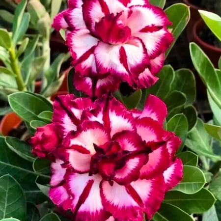 4 Magenta Cherry Desert Rose Seeds – Adenium Obesum Exotic Flowering Succulent Seeds – Stunning Blooms & Hardy Perennial
