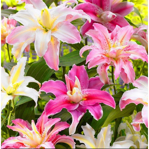 8 Mixed Oriental Roselily Asiatic Lily Bulbs for Planting, Lily Flower Bulbs Colorful Lilium Flowers Tuber Bloom Summer