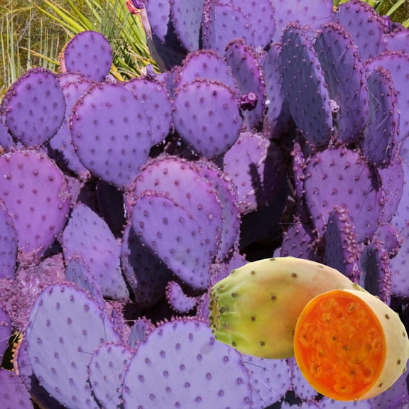 8 Months Old Purple Prickly Pear Cactus Plants Live Potted, 4-6 Inch Tall, Prickly Cactus Live Plant Indoor Outdoor Planting, Hardy Succulent for Home or Garden