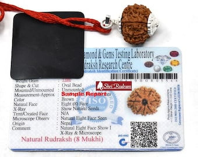8 Mukhi Rudraksha Nepal Bead