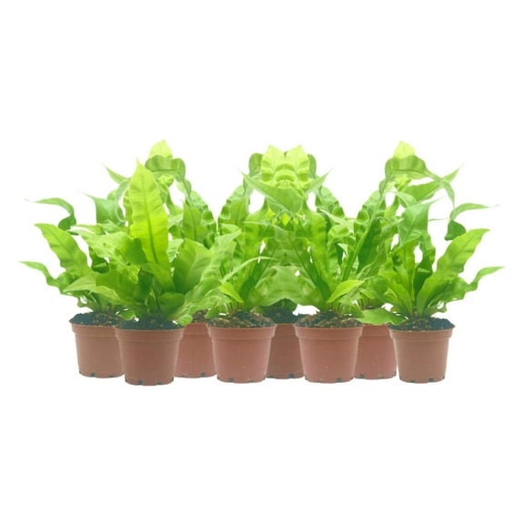 8-PK Crispy Wave Fern, Asplenium nidus 'Crispy Wave,' Live Indoor Air Purifying Plant, Low Light Houseplant, Office Plant, 2.5-in Pot(s)