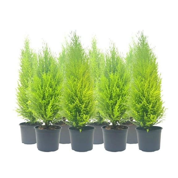 8-PK Live Dwarf Lemon Cypress, Cupressus macrocarpa Goldcrest Wilma, Live Indoor Tree, Houseplant, Garden Plant, Fragrant Plant, 6.0-in Pot(s)