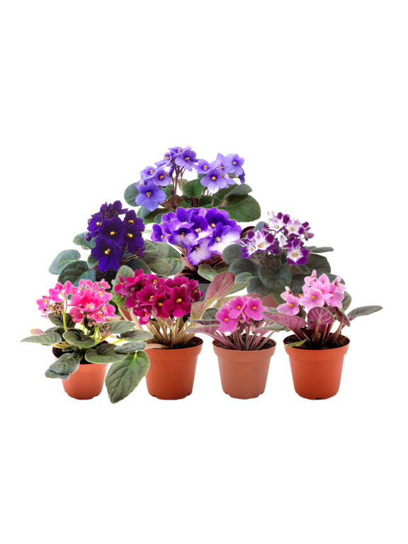 8-Pack of 4 Pot African Violets, Saintpaulia ionantha, from 12 Available Colors, Colors May Vary but All Different, African Violet Live Plant, African violet plants, Plant Gifts, Holiday Gifts