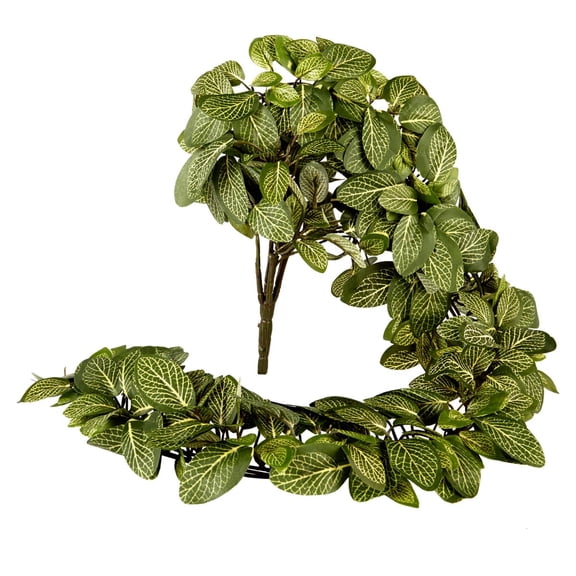 8 Pack: Fittonia Hanging Bush by Ashland