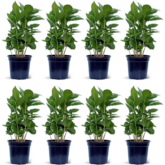 8 Pack Live Coffee Plant, Coffea Arabica, Coffee Tree, Arabian Coffee, Potted Houseplant, Birthday Gift, Christmas Gift, Plant Lover Gift, Thank You Gift in 4" Pot