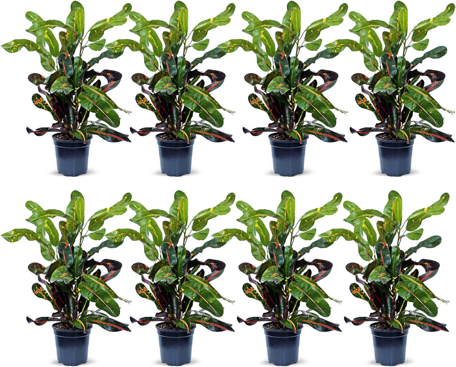 8 Pack Live Croton Mammy, Indoor Potted Houseplant, Gardening Gift, Plant  Lover Gift, Get Well Gift, Birthday Gift, Christmas Gift, Housewarming Gift  in 4" Pot - Walmart.com
