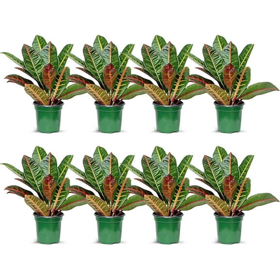 8 Pack Live Croton Petra, Variegated Indoor Potted Houseplant, Housewarming Gift, Birthday Gift for Plant Lover, Christmas Gift in 4" Pot