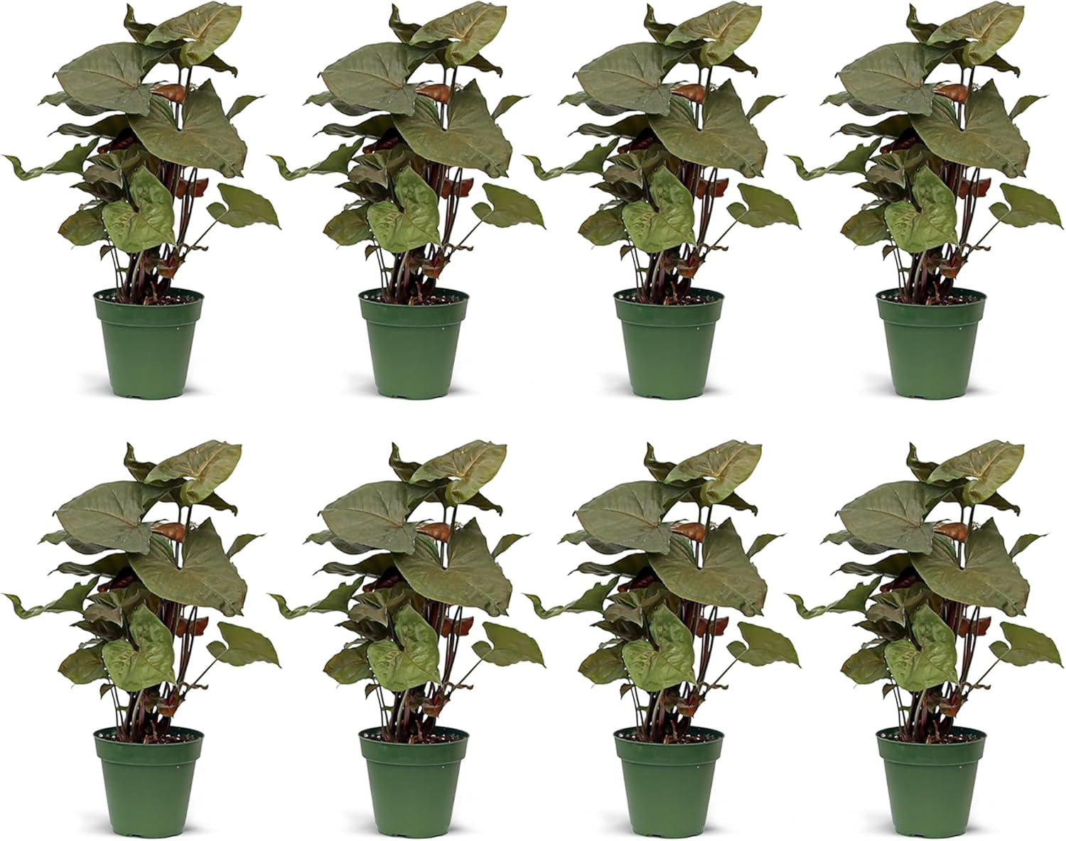 8 Pack Live Syngonium Maria Allusion, Arrowhead Plant, Mother's Day Gift, Gardening Gift for Women, Housewarming Gift, Plant Decoration, Fully Rooted Air Purifier in 4" Pot