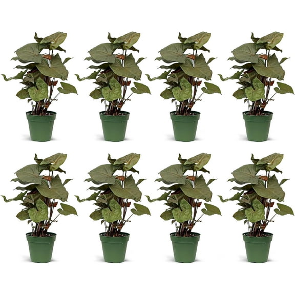 8 Pack Live Syngonium Maria Allusion, Arrowhead Plant, Mother's Day Gift, Gardening Gift for Women, Housewarming Gift, Plant Decoration, Fully Rooted Air Purifier in 4" Pot