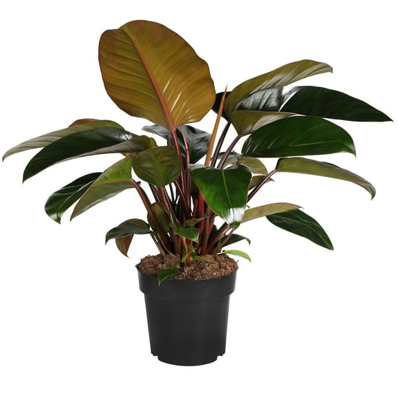 8 Philodendron Imperial Red,Grower Pot Live Plant