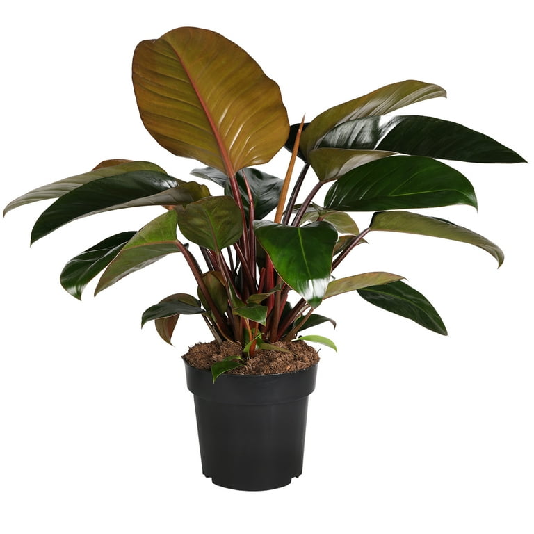 monstera zum klettern bringen Tipps zur Pflege deiner Pflanze : Monstera deliciosa Variegata –  PflanzenFuerAlle main image 0