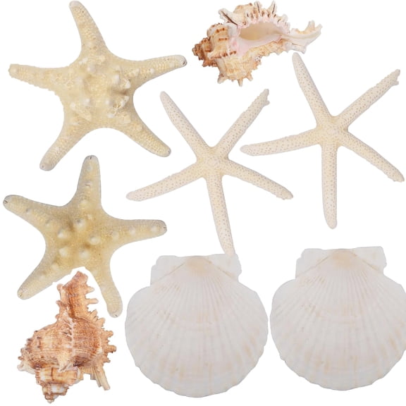 8 Pieces Large Starfish Seashells for Crafts, Mixed Hawaiian Scallop Shells Sea Conch Fish Tank Ornaments for DIY Painting Crafts Beach Theme Wedding Home Party Decor