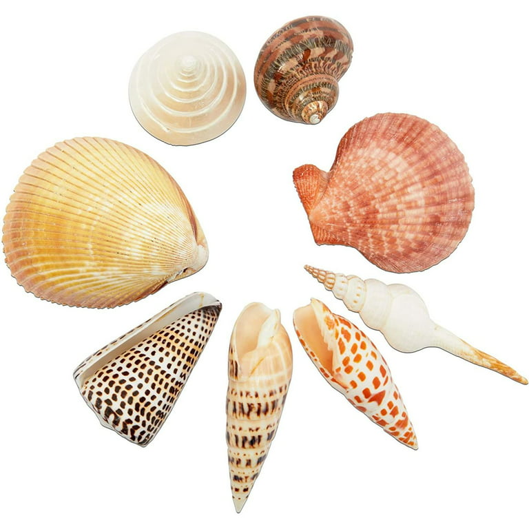 8 Pieces Seashells for Crafting Mix Ocean Shell Decorations Arts Supplies