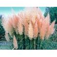 thumbnail image 1 of 8 Pink Pampas Grass Plants - Cortaderia selloana rosea - 2.5" Pot, 1 of 1