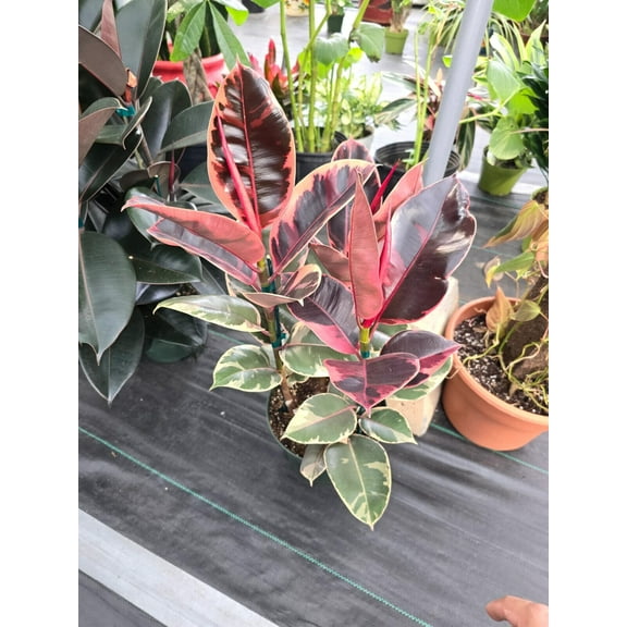 8" Pot - 2.5ft tall XL size Ficus elastica "Ruby" Variegated Rubber Tree - #017