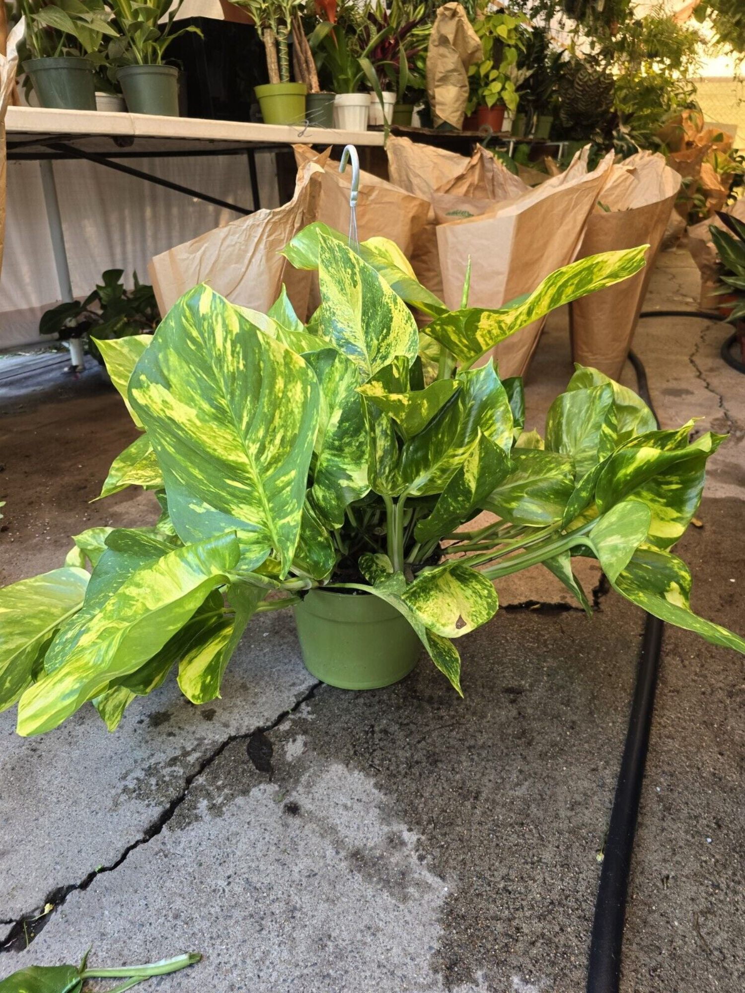 8" Pot - 2 ft tall Giant Hawaiian Pothos plant, Get them just like the  picture! - Walmart.com
