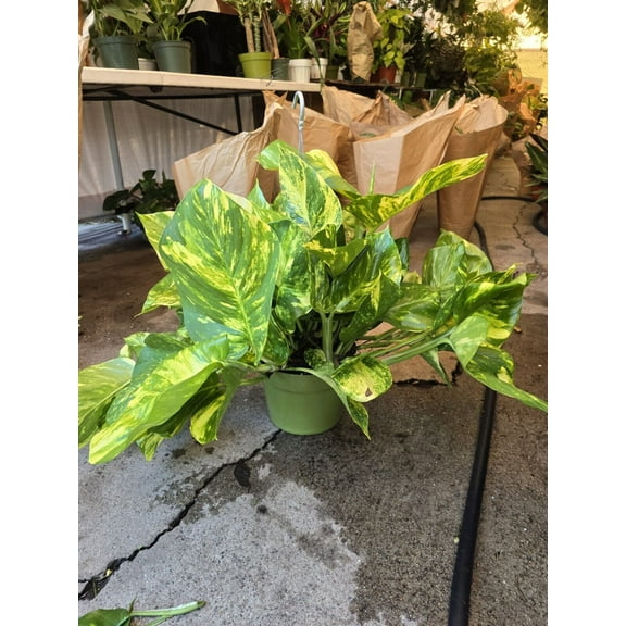 8" Pot - 2 ft tall Giant Hawaiian Pothos plant, Get them just like the picture!