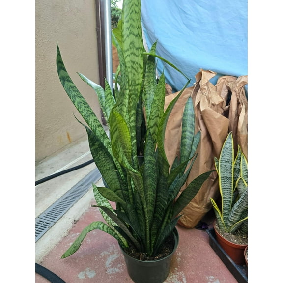 8" Pot - Sansevieria Zeylanica - Snake Plant - 2-2.5 Feet Tall Snake Plant - Get similar to picture