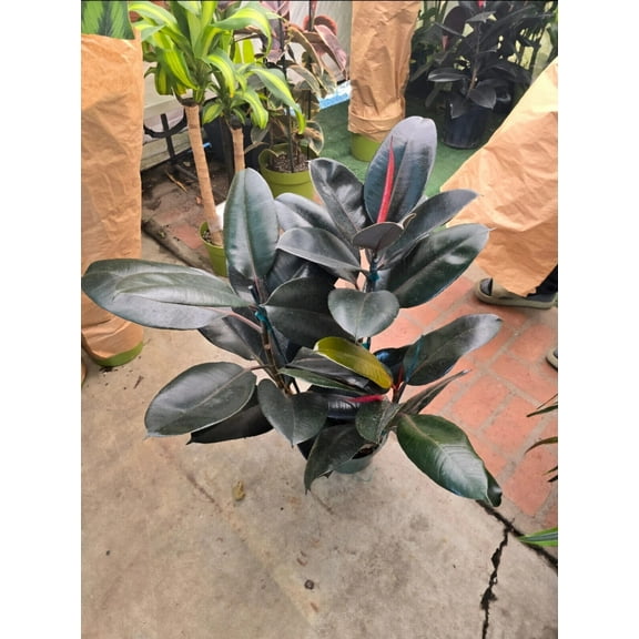 8" Pot - XL size Ficus elastica "Cabarnet" Variegated Rubber Tree -#017