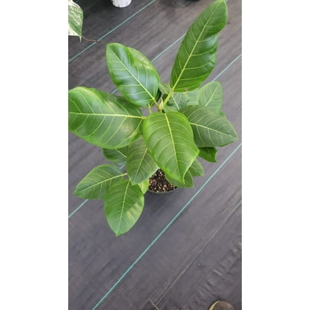 8" Pot - XL size Ficus elastica Yellow Gem Rubber Tree - #017