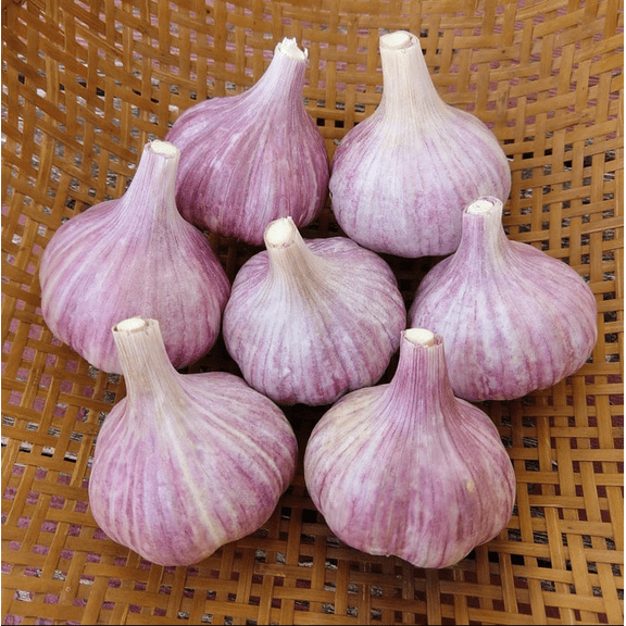 8 Purple Stripe Italian Garlic Bulbs for Planting and Gardening, Hardneck Garlic Tuber