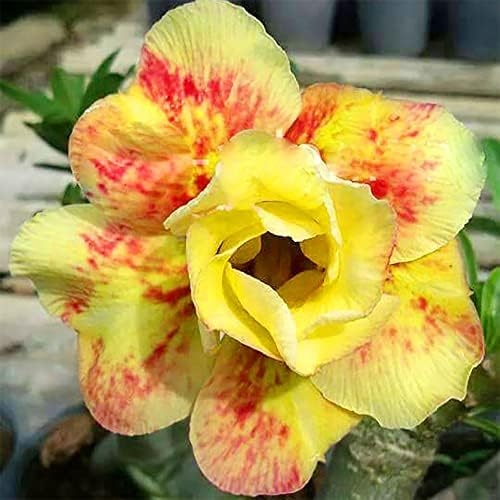 8 Red Yellow Desert Rose Seeds Adenium Obesum, Mock Azalea, Sabi Star