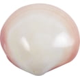 thumbnail image 1 of 8 Tiger Clams Polished Shells 3-4" (Set of 8), 1 of 1