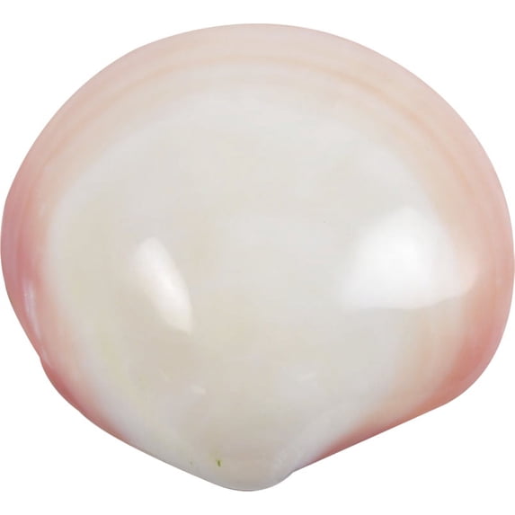 8 Tiger Clams Polished Shells 3-4" (Set of 8)