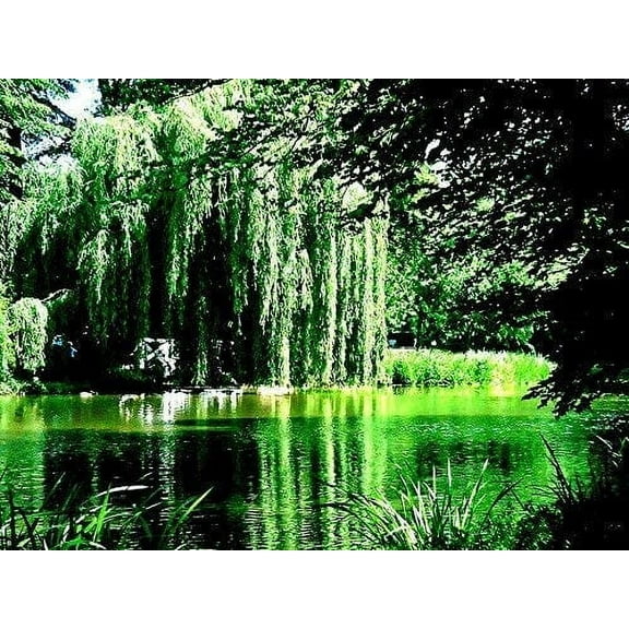 8 Weeping Willow Tree Cuttings - Beautiful Arching Canopy - Grow 8 Golden Weeping Willow Trees