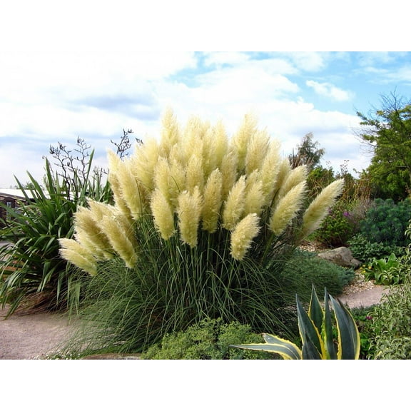 8 White Pampas Grass Plants - Cortaderia selloana - 2.5" Pots