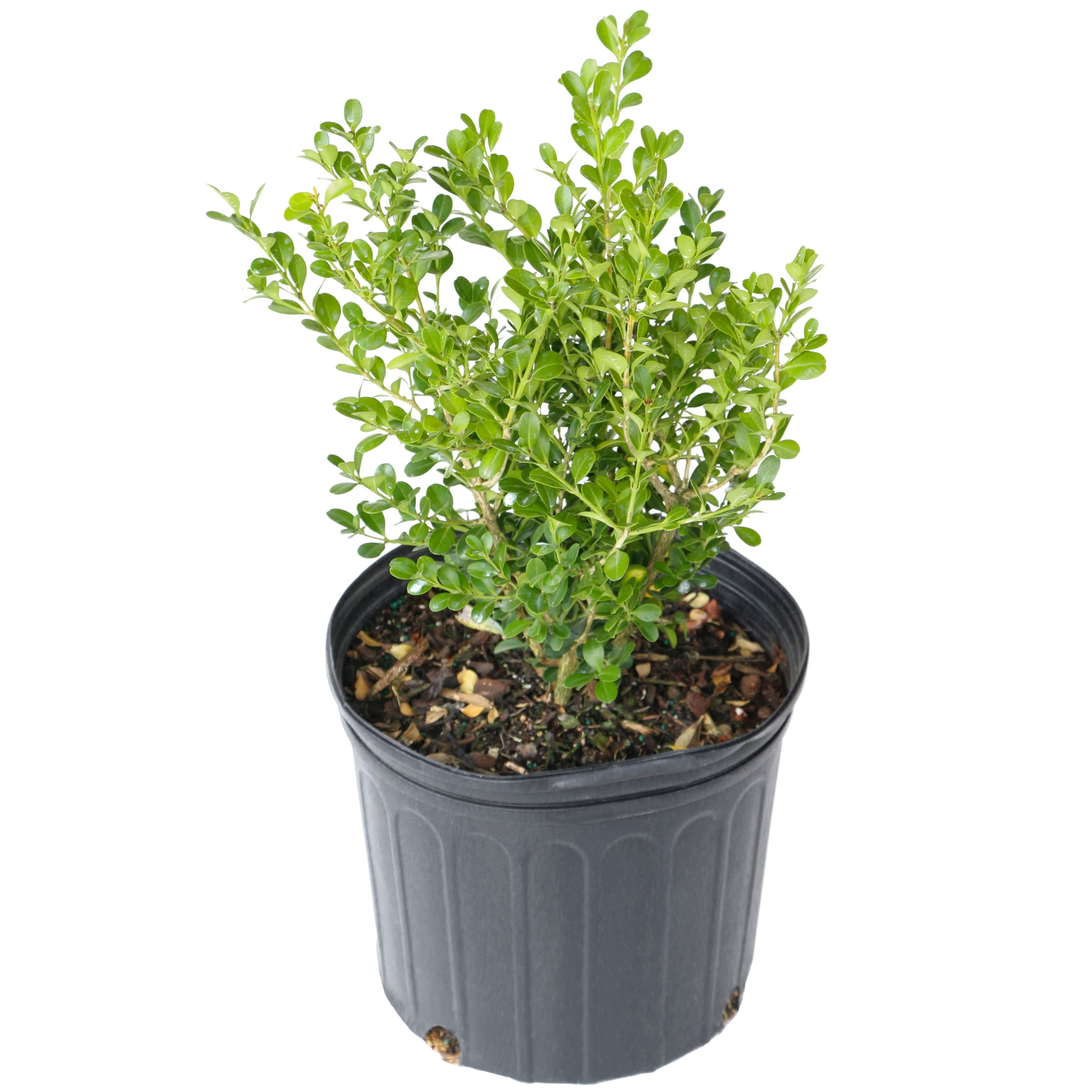 8 in Boxwood Wintergreen Live Shrub with Full Sun-1 Piece 8 in Boxwood Wintergreen Live Shrub with Full Sun-1 Piece