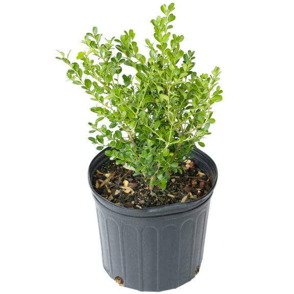 8 in Boxwood Wintergreen Live Shrub with Full Sun-1 Piece