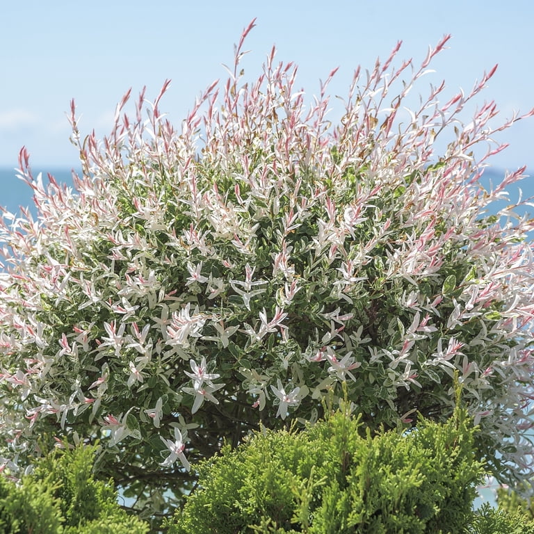8 in. Hakuro Nishiki Willow Tree - Walmart.com