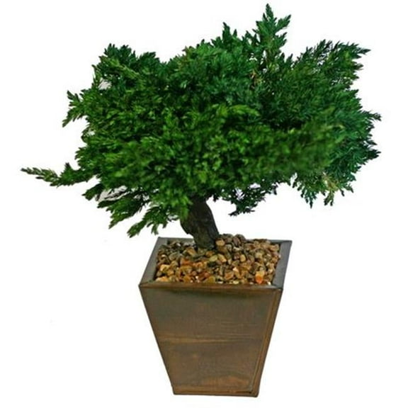 8 in. Monterey Juniper Preserved Bonsai Tree