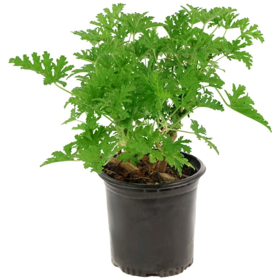 8 in Mosquito Plant Live Perennial with Full Sunlight-1 Piece