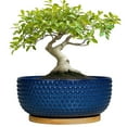 thumbnail image 1 of 8 Inch Succulent Planter Bowl Round Ceramic Pot with Drainage Hole & Bamboo Tray Shallow Flower Pots for Indoor Plants Cactus Blue, 1 of 8