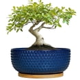 thumbnail image 1 of 8 Inch Succulent Pots with Drainage Hole & Bamboo Tray,Round Ceramic Shallow Planter for Indoor Plants,Cactus,Bonsai Tree Blue, 1 of 8