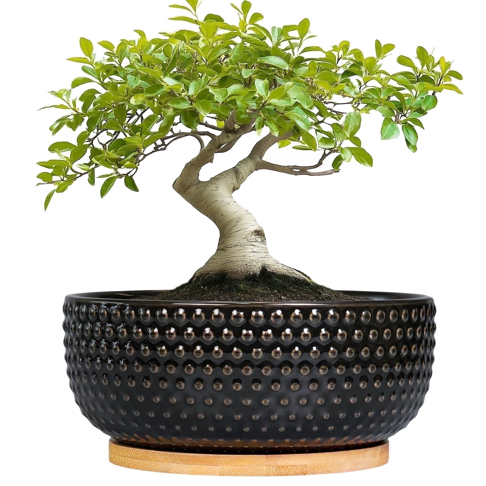 EPFamily 8 Inch Black Ceramic Bonsai Pot with Drainage Hole and Bamboo Saucer – Shallow Planter for Cacti, Succulents, Modern Home Decor