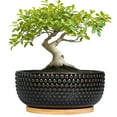 thumbnail image 1 of 8 inch Indoor Outdoor Black Ceramic Bonsai Pot - Succulent Planter with Textured Design & Saucer, Home Garden Office Decor, 1 of 7