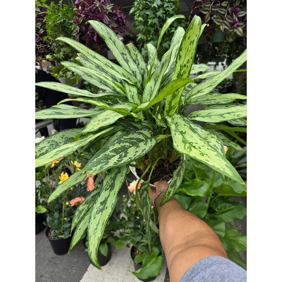 8 inch Pot- Big XL plant Aglaomena Silver Queen, great for indoor easy care - Get similar to the picture