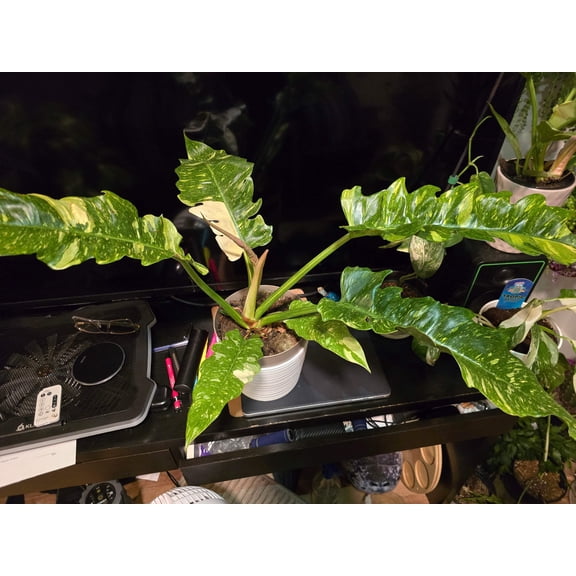 8 inch Pot, Exact plant - Philodendron 'Ring Of Fire', indoor Good Quality picture taken Sep 22, 2024