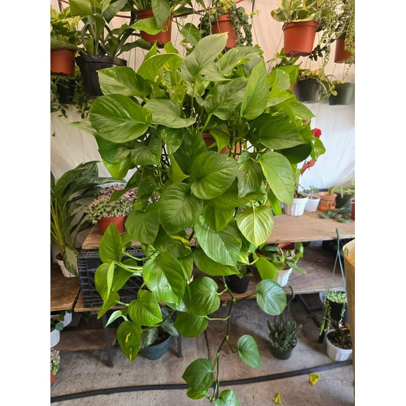8 inch Pot- XL Golden Pothos hanging plant Elegant Air Purifier Big Bushy plant- Get similar to picture