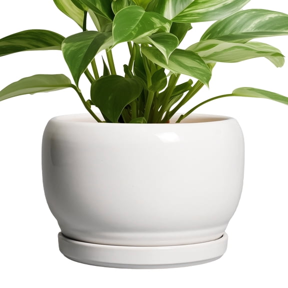 Ordivic 8 inch Glossy White Ceramic Planter with Drainage Hole & Tray, Indoor Outdoor Round Flower Pot for ZZ Plants,Home Patio Decor