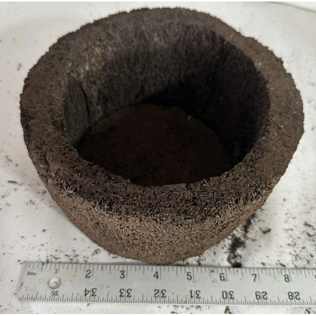 8 inch Tree Fern Pot for Orchids, Hoyas and Succulent Plants