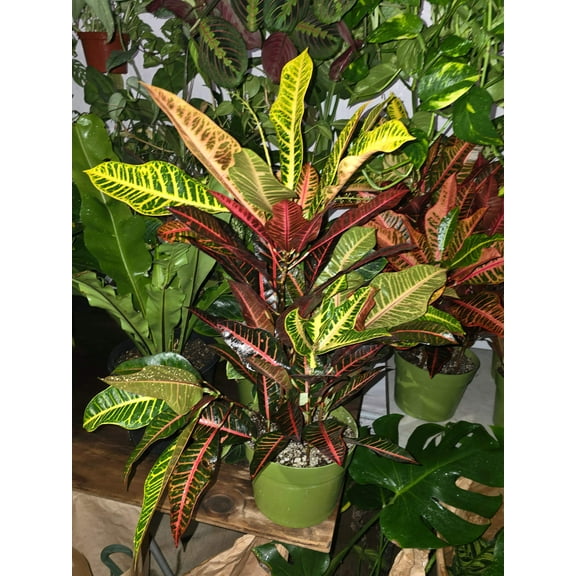 8 inch inch Pot - Croton, Petra - Codiaeum variegatum 'Petra' Easy care outdoor and indoor bright light - Get similar