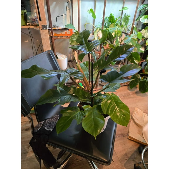 8 inch pot - Philodendron squamiferum XL big plant - Red Bristle Philodendron indoor and outdoor air purifier- Get similar to the picture