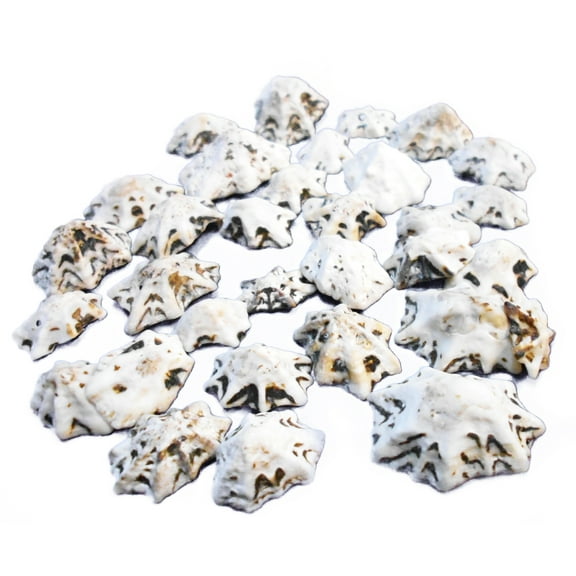 8 oz (2 Cups) small Star Limpet Shells Seashells 3/4-1" Beach Wedding Decor Crafts Hobby Vase Filling Coastal Cottage